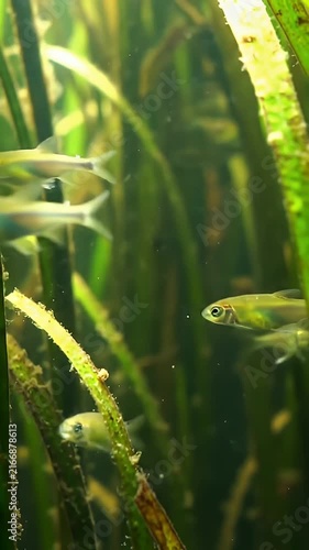 Small fish swimming in dense underwater grass.