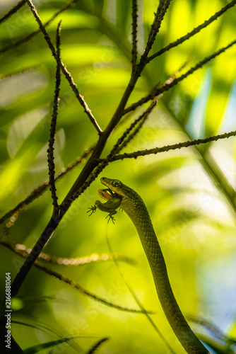 Fotografie Green Tree Snake in Tropical Vegetation, Byron Bay, Australia