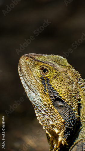 Obraz na płótnie Eastern Water Dragon Close Up in Byron Bay, Australia