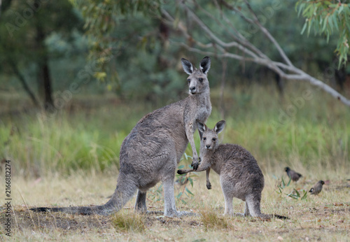 Foto Eastern Grey Kangaroos Tanunda