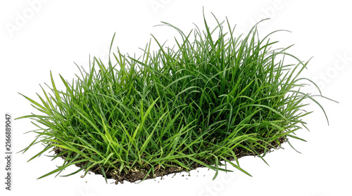 Obraz na plátne Lush green grass clump plant vegetation isolated on transparent background for botanical landscape design and garden elements