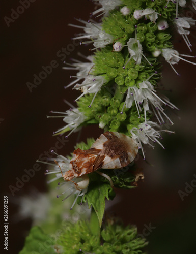 Quadro su tela Jagged ambush bug (Phymata) on a mint plant in a garden