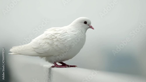 White dove standing on a minimalist ledge.