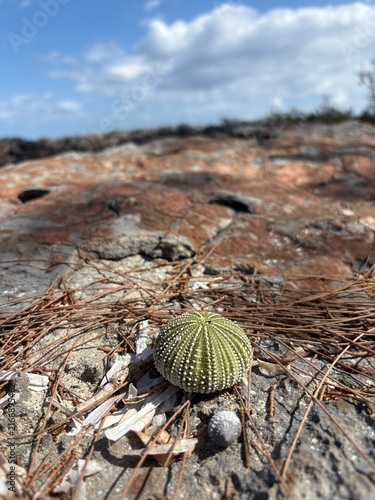 shell on the sand