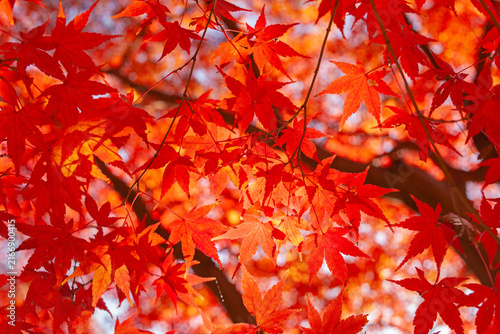 秋の紅葉