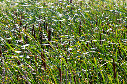 Tall Reeds in Wetland Natural Background