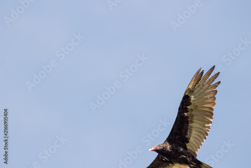 Turkey Vulture Soaring in Open Sky