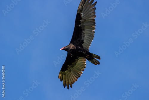 Turkey Vulture Soaring in Open Sky