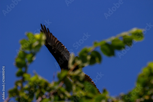 Turkey Vulture Soaring in Open Sky