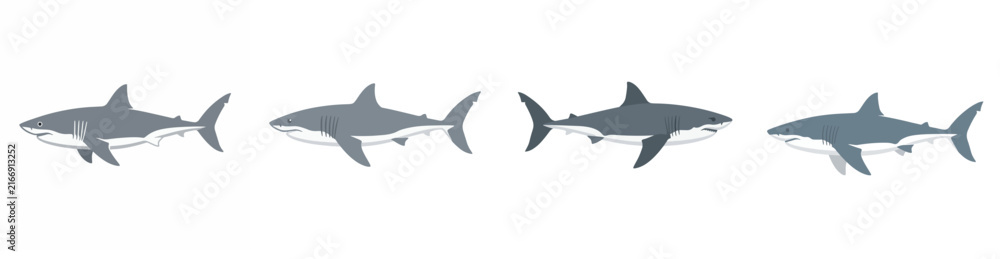 Fototapeta premium Set of four great white sharks swimming isolated on white
