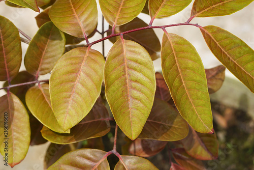 Red longan tree leaves 