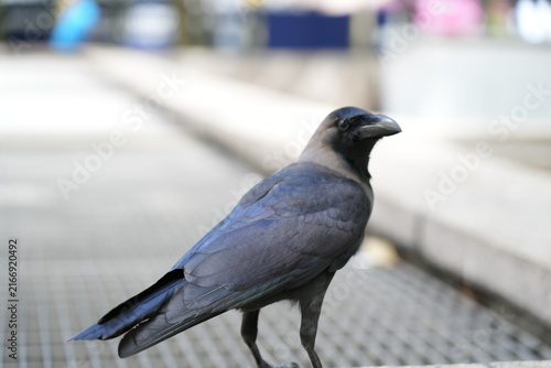 Fotografía pigeon in the city