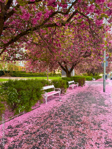 Fotografie Sakura spring blossoms in park with benches and flowers on the ground