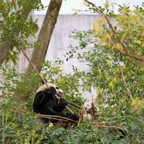 panda feeling cautious when playing in bushes, panda hiding in the nature