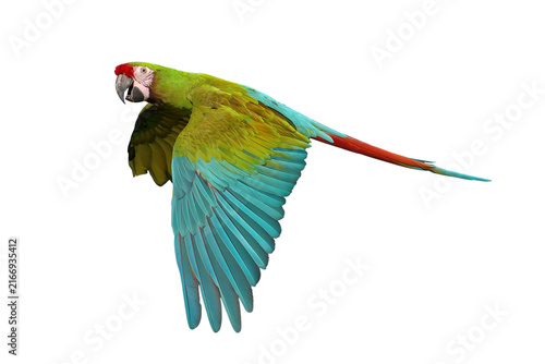 Cuadro en lienzo Colorful flying Military Macaw parrot isolated on transparent background