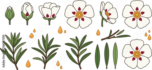 Foto Rock Rose Collection with Cistus Flower Bud Bloom Leaves Essential Oil and Botan