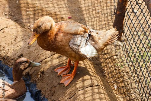 Photography Flock of Brown Domestic Ducks Gliding in a Muddy Pond
