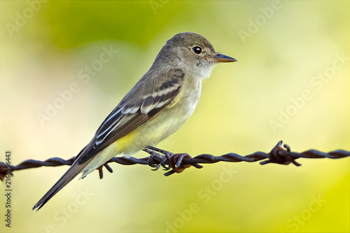 Принти на полотні Willow Flycatcher Standing on a Barbed Wire Fence
