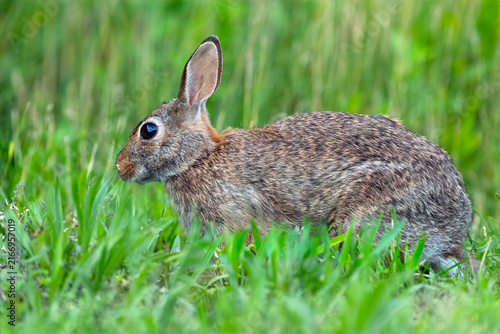 Eastern Cottontail Rabbit Running in the Grass