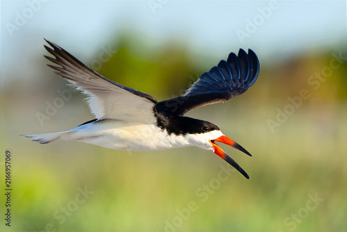 Black Skimmer in Flight Over the Water