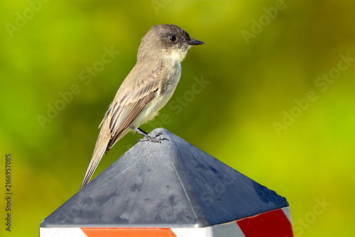 Eastern Phoebe Standing on a Fence Post