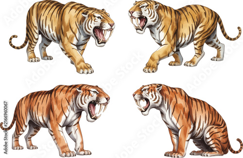 set of Watercolor Tiger Vector Illustration, Wild Animal Wildlife Artwork Isolated on White Background