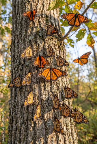 Monarch butterflies clustering on a tree trunk in autumn foliage  
