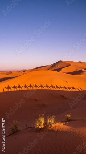 Silhouette of a camel caravan walking across desert sand dunes at sunset