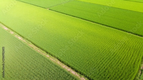 Aerial view of green rice fields