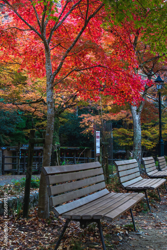 鮮やかな紅葉の下に並ぶベンチ 公園の秋風景と休息スペース
