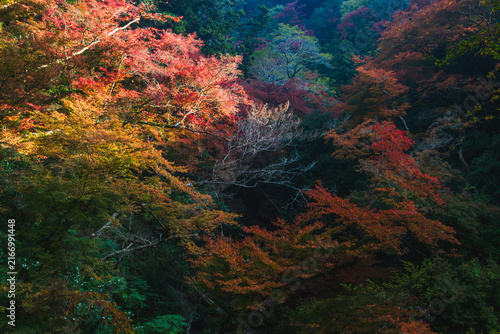 山肌一面を彩る紅葉の木々と光が差し込む秋の森