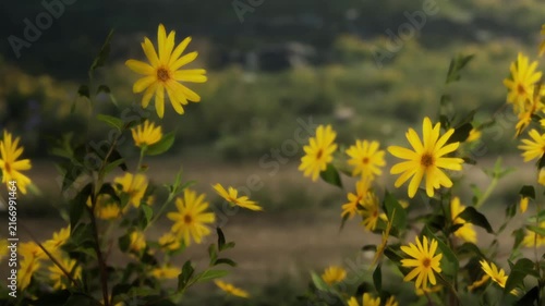 Yellow flowers grow in a field with green leaves. The sun shines on the flowers. The background shows more plants and a field. It is a sunny day, and nature is lively.