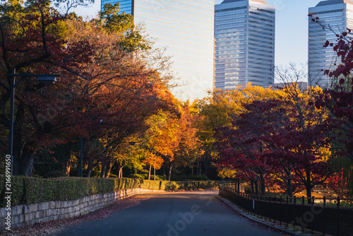 高層ビル群を背景にした秋の公園の美しい並木道