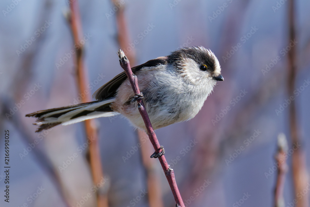 Naklejka premium 寒い日のエナガ(Long-tailed Tit)