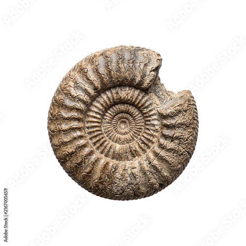 Detailed spiral ammonite fossil shell preserved on transparent background