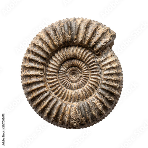 Detailed ammonite fossil shell isolated view on transparent background