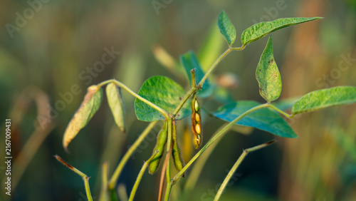 Konstfotografi Soybean plants grow in a field during late summer in a rural area