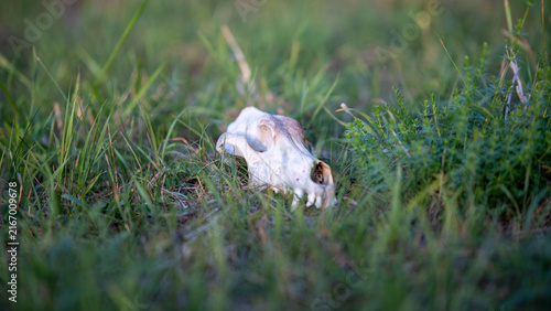 Skull found on grassy ground in an open area during daylight