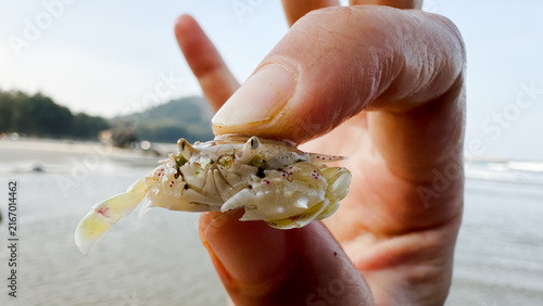 Photography Close up of baby crab at the beach