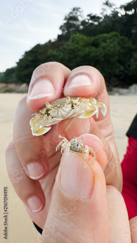 Close up of baby crab at the beach