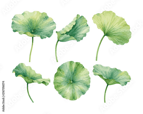 Watercolor painting of green lotus leaves various angles isolated on white background botanical illustration.