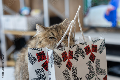 фотографія 紙袋の後ろから覗き込む好奇心旺盛なモフモフの猫