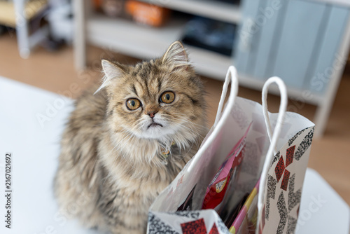 Foto 紙袋の後ろから覗き込む好奇心旺盛なモフモフの猫