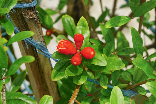 Vibrant Pomegranate Flower Buds