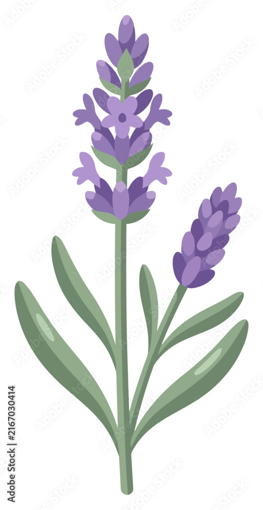 Obraz premium Lavender flower stem vector illustration