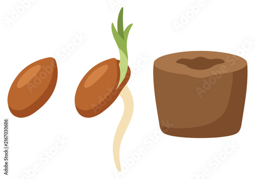 Pine seed germination stages and potting soil