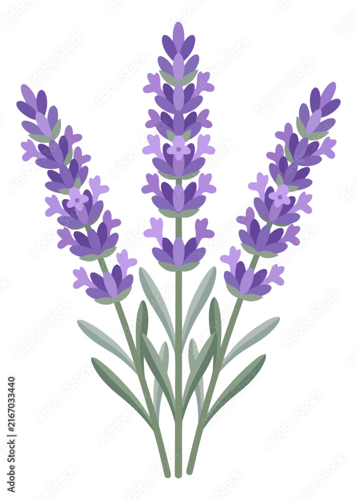 Obraz premium Blooming purple lavender flowers with green stems and leaves arranged in a bouquet