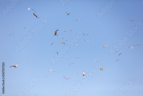 Canvas Print A flock of seagulls flying in the sky