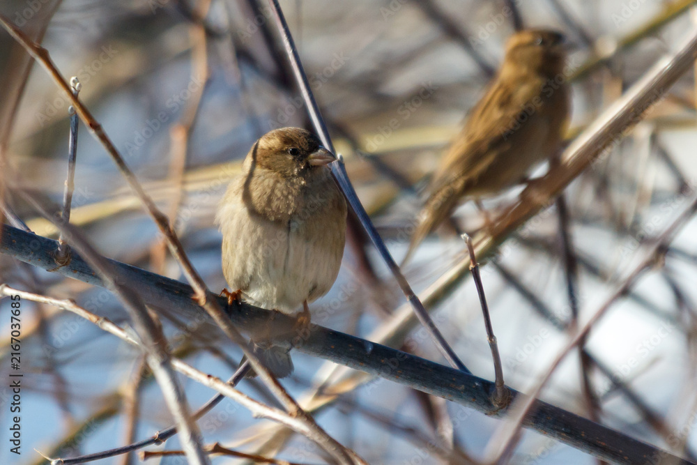 Naklejka premium Two small birds perch on bare branches