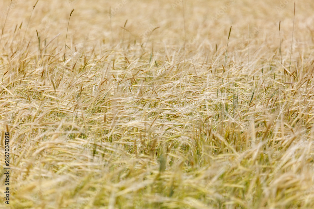 Fototapeta premium Golden wheat stalks sway gently in a sunlit field